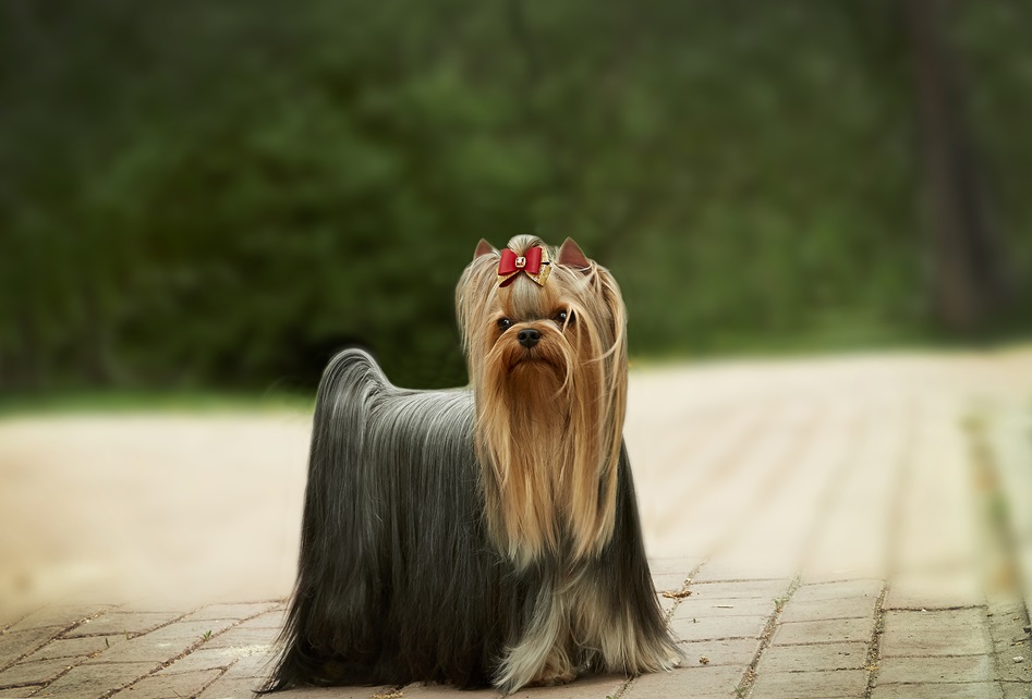 Again Love AGAIN LOVE DENSI &mdash; Labaza DogPedigree YorkshireTerrier